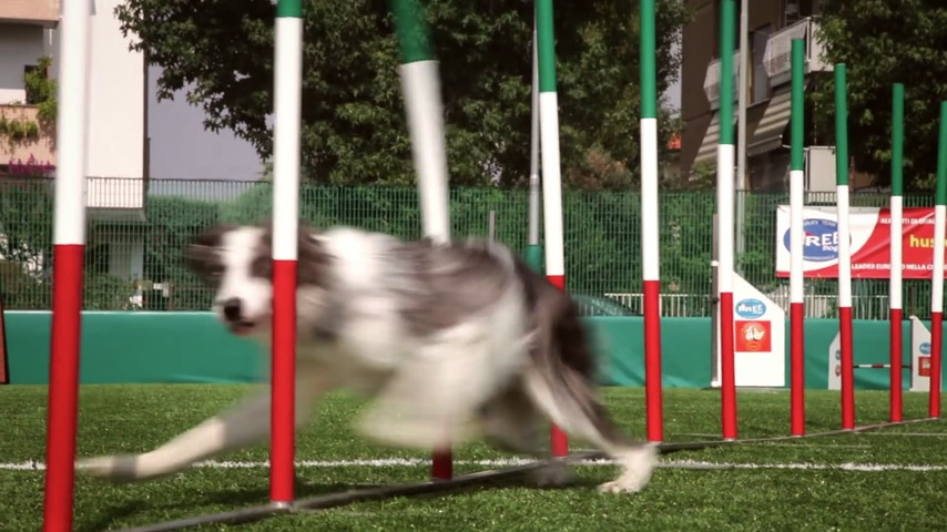 Ground truth on Dog Agility.