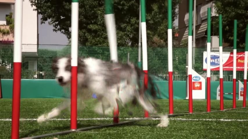 MoSca result on Dog Agility.