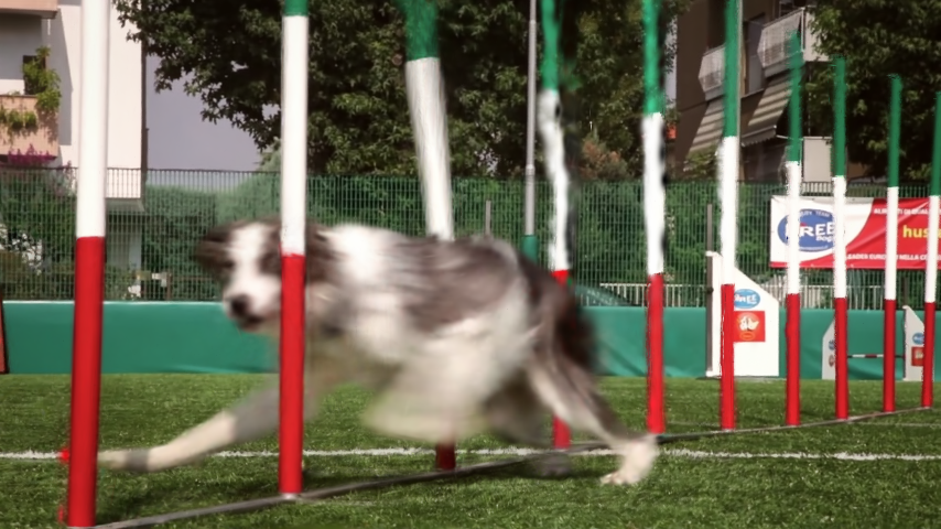 RiGS result on Dog Agility.