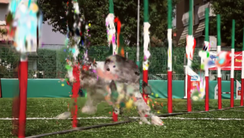Shape of Motion result on Dog Agility.